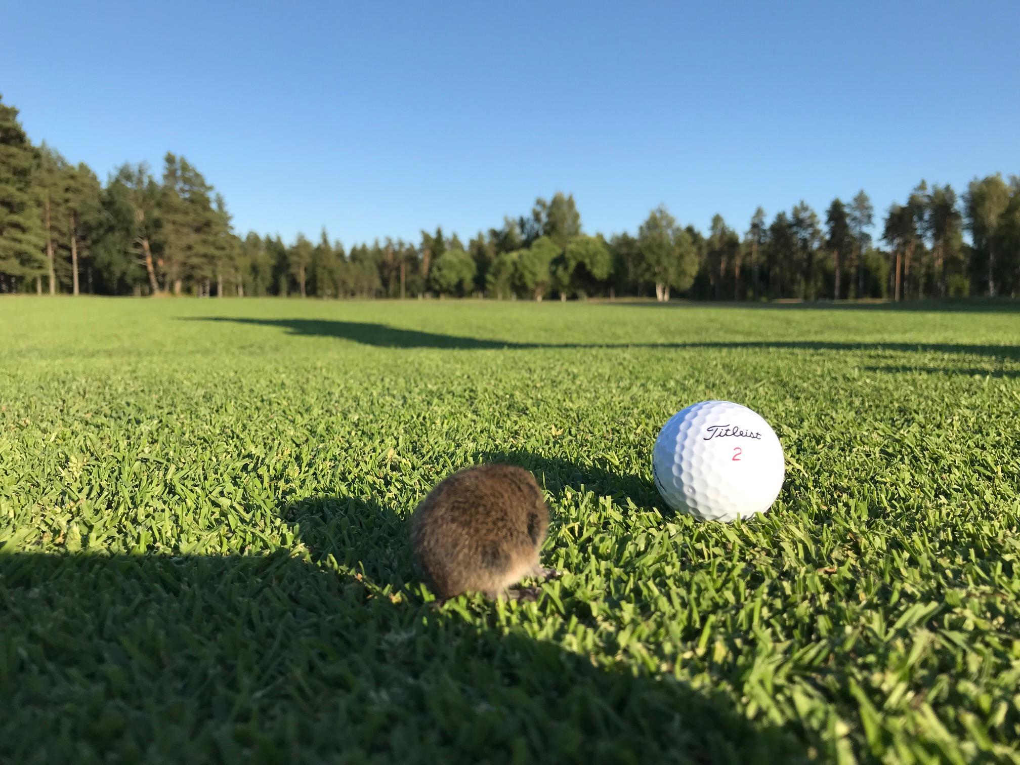 Supergolf.fi - Onnea kenttäbongarikisan voitosta Arto